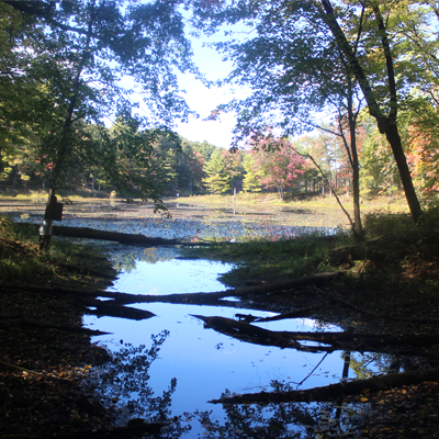 Overlooking Mud Pond