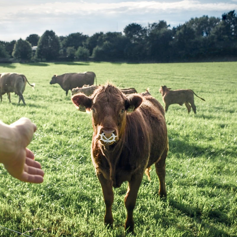 Cattle Farm Image