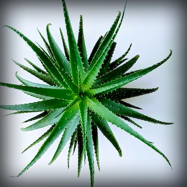 Pure Aloe Vera Leaf Juice Image