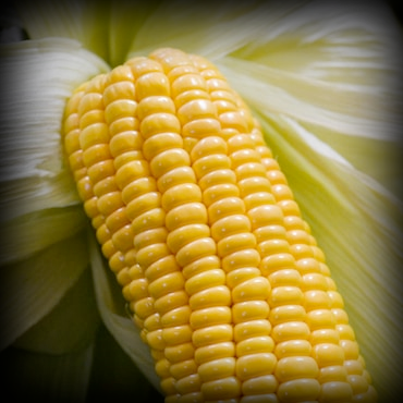 Fresh Corn Image