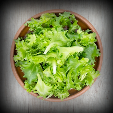 Organic Lettuce Image