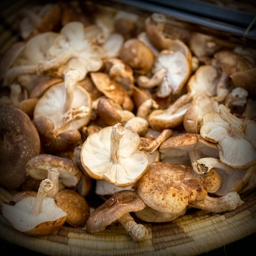 Organic Shitake Mushrooms Image