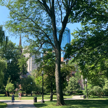 Image of Boston Gardens